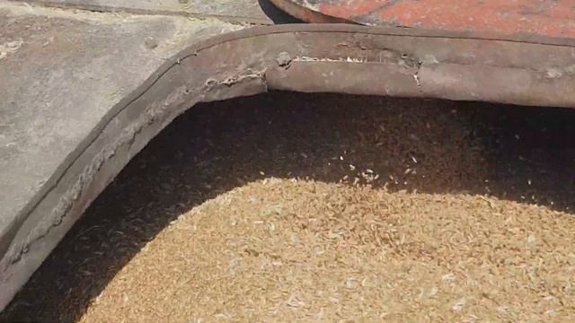 Пшеница Богдана уборка! Сколько получил прибавку за счёт Карбамида ? смотреть онлайн