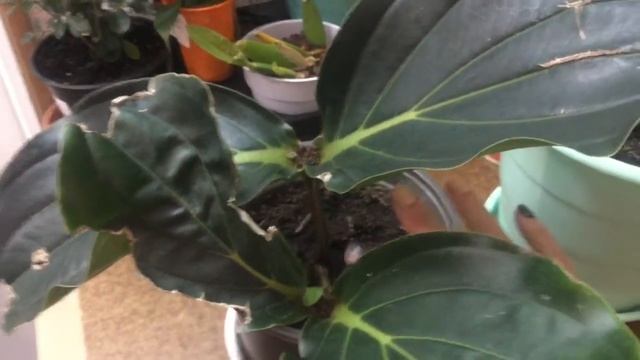 Мединилла великолепная (Medinilla Magnifica) уход