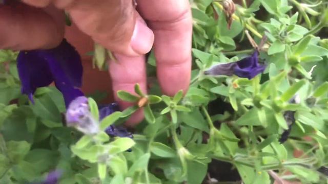 Collecting Petunia Seeds From Flowers