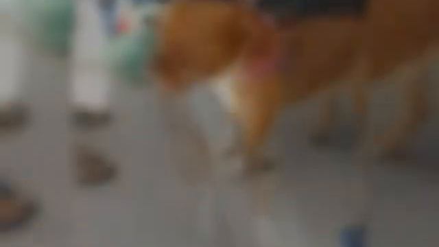 Spike Pitbull смотреть онлайн