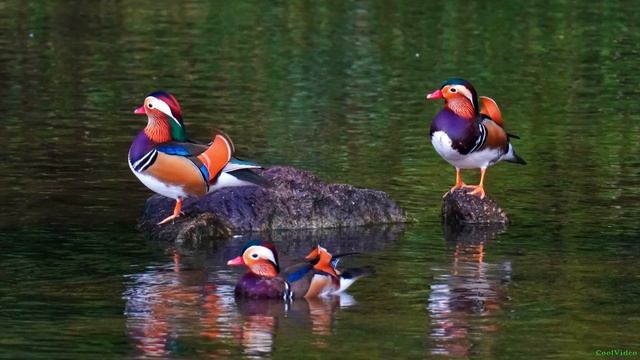 Мандаринка птица! Самая красивая утка в мире! смотреть онлайн