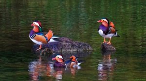 Мандаринка птица! Самая красивая утка в мире!