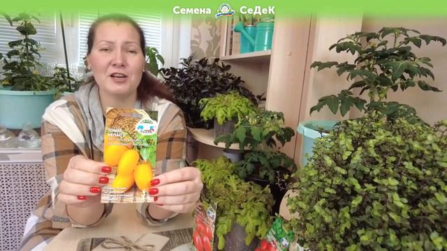 Томат Непас 5 смотреть онлайн