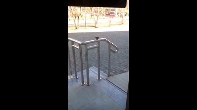 Воробей любуется собой в зеркале. смотреть онлайн