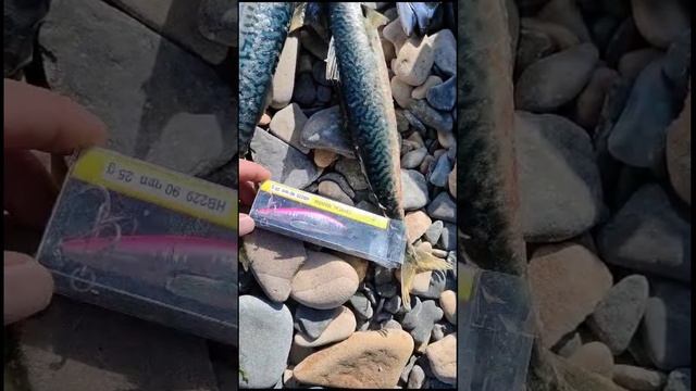 Ловля скумбрии на воблеры 90 мм (25 гр) от Mr. Musurok