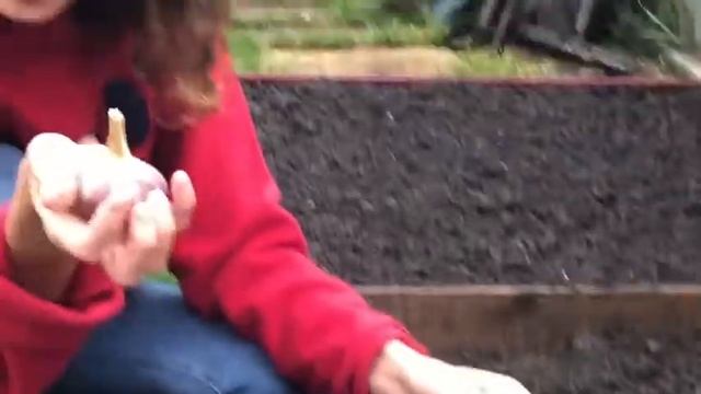 Озимый ЧЕСНОК: полная инструкция по посадке! смотреть онлайн