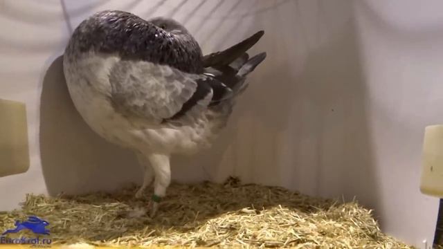 Голуби дутыши на выставке в Голландии смотреть онлайн