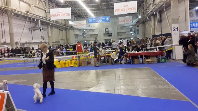 FCI-CACIB "ХРУСТАЛЬНЫЙ КУБОК УКРАИНЫ" - Вест терьеры Female junior class (победитель Ума JCAC) смотреть онлайн