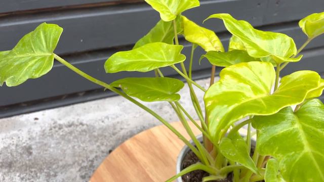 25cm Philodendron Xanadu Lemon | Rare House Plant | 12cm Pot | 25cm Height смотреть онлайн