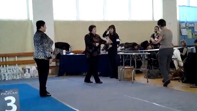 Выставка собак САС КЧФ 20.01.2013г. г. Самара смотреть онлайн