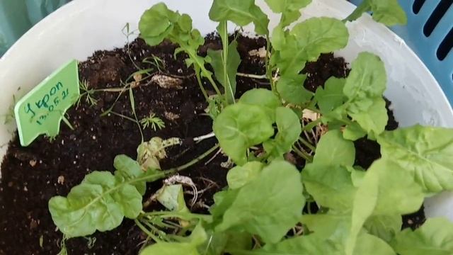 Рукола на балконе. смотреть онлайн