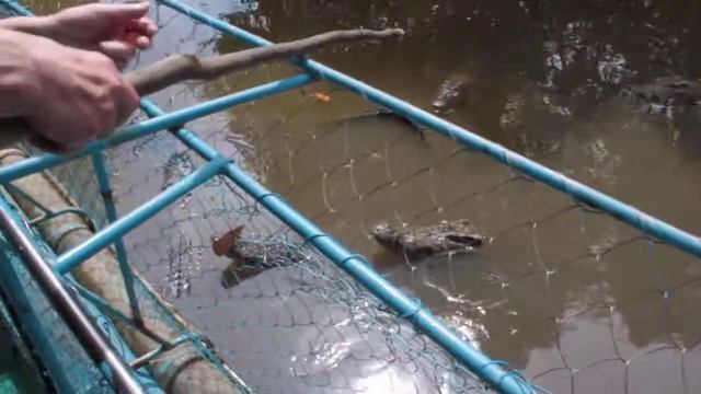 кормежка крокодилов. Вьетнам. feeding of crocodiles. Vietnam смотреть онлайн