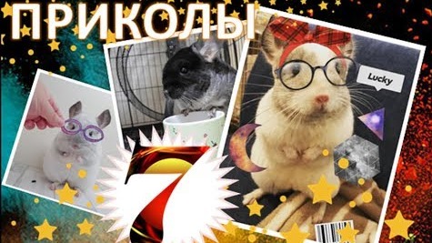 Лучшие приколы про ШИНШИЛЛ! Смешные ШИНШИЛЛЫ! Funny Chinchillas❤#7