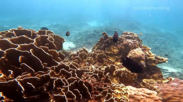 Malaysia, Redang island. Малайзия, остров Реданг