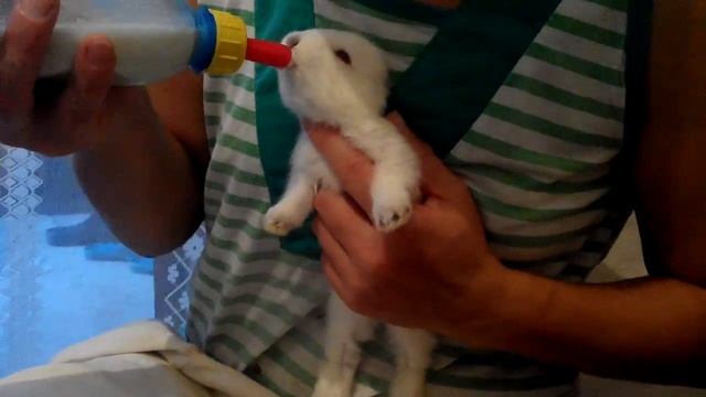 Искусственное вскармливание крольчат смотреть онлайн