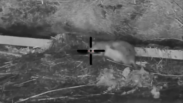 Big Rat Shooting 2023 || Night Hunting Rats With Thermal Scope || Shooting Rats In Farm At Night