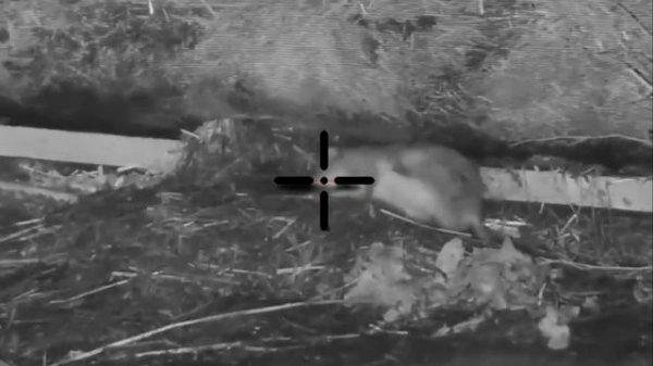 Big Rat shooting 2023 || Night hunting rats with thermal scope || shooting rats in farm at night