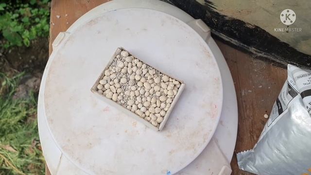 Очень важная подкормка для цветной капусты. смотреть онлайн