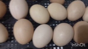 18-21день инкубации куриных яиц. 2 инкубатора #цыплята и #перепела .