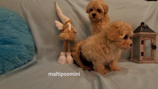www.maltipoomini.ru мальтипу мальчики Ярошка и Янис ... смотреть онлайн