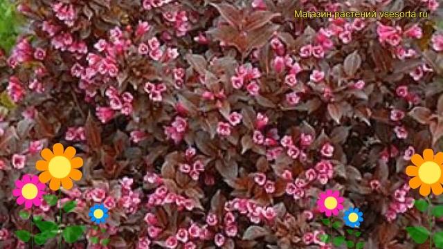 Вейгела цветущая Танго. Краткий обзор, описание характеристик Weigela Florida Tango