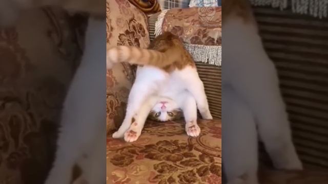 - Вот так делай каждый день и спина болеть не будет! смотреть онлайн