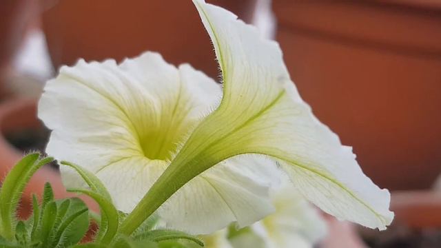Petunia Blanca Verde Bicolor, Bicolor White Green Petunia, バイカラーホワイトペチュニア смотреть онлайн