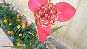 Тигридия, особенности цветения