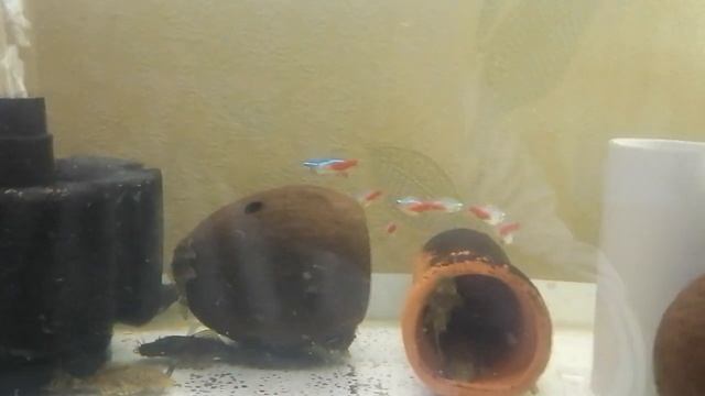 Сомик - Анциструс или прилипала, уход и разведение. смотреть онлайн