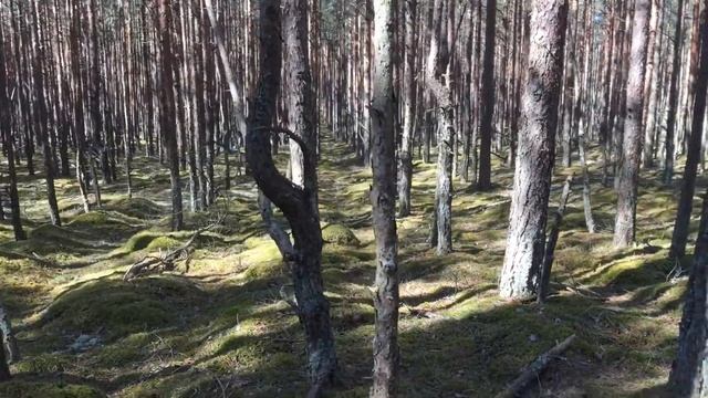 Тайна Леса|| Деревья, Посаженные в ряд смотреть онлайн