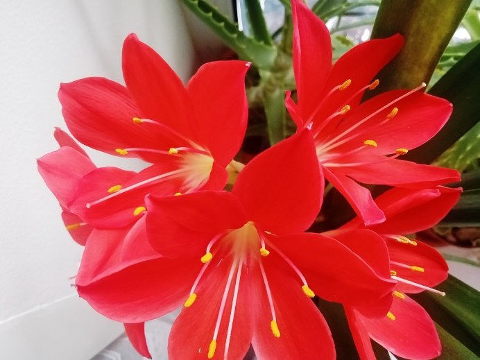 Цветение Валлоты две цветоножки. Cyrtanthus. Blooming of Vallota 2. смотреть онлайн