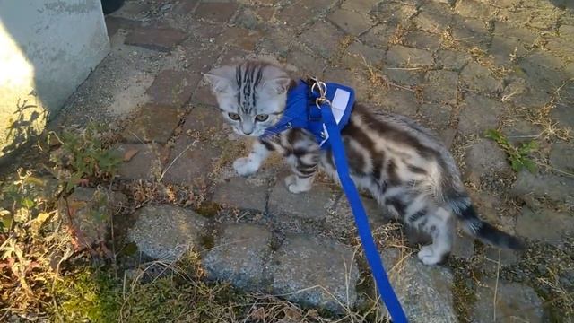 В первый раз на поводке. Кисы на прогулке. Сон без задних лап. смотреть онлайн