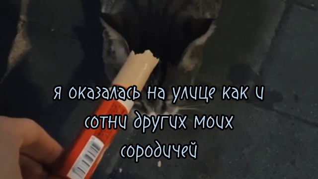 БУКТРЕЙЛЕР к книге "Жизнь Кошки" автора Арлен Гарднер, жанр: реализм, драмма. смотреть онлайн