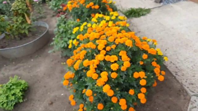 53/жизнь на севере/ на даче с внуком/ смотреть онлайн