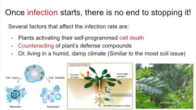 PLB 112: Gray Mold смотреть онлайн
