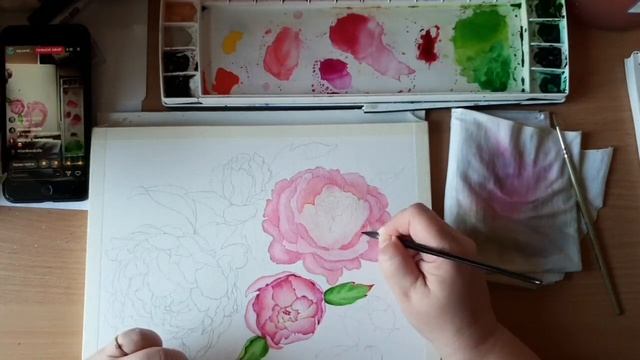 Пионы. Ботаническая иллюстрация смотреть онлайн