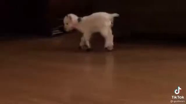 Маленький козлёнок?❤️ смотреть онлайн