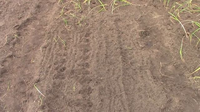 Схема посадки чеснока чтоб незабыть где что посажено смотреть онлайн
