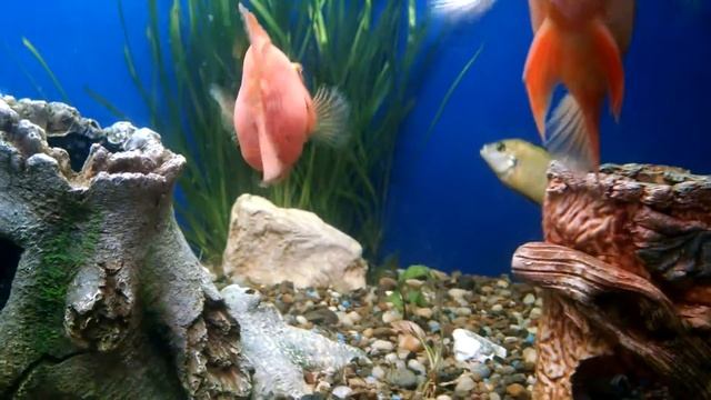 Рыба-попугай vs Дельфин [Parrotfish vs Dolphin] смотреть онлайн