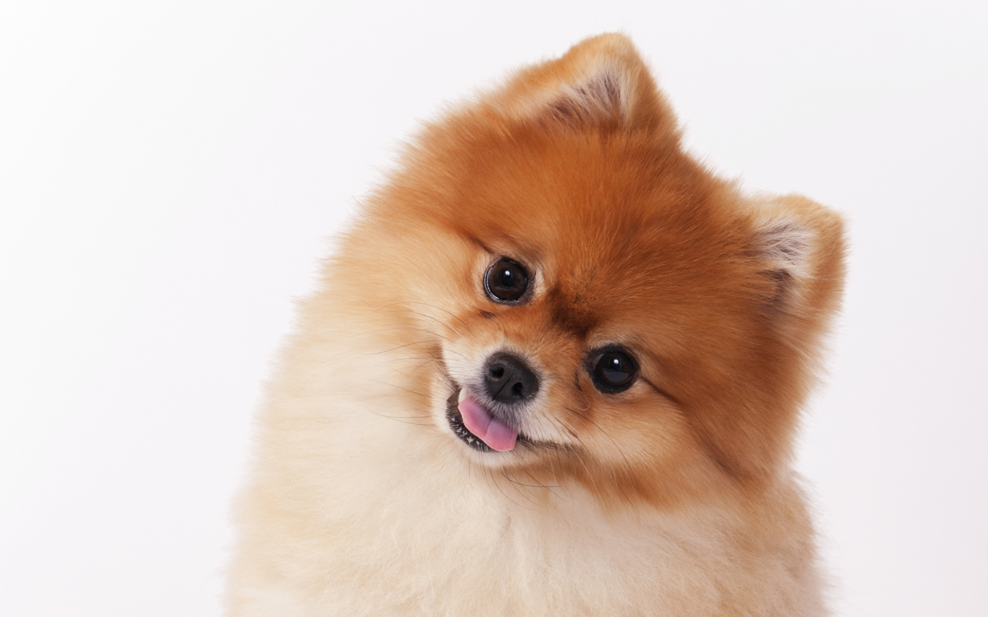 ЛЮСЬЕН - СОБАКА БАРАБАКА !!!