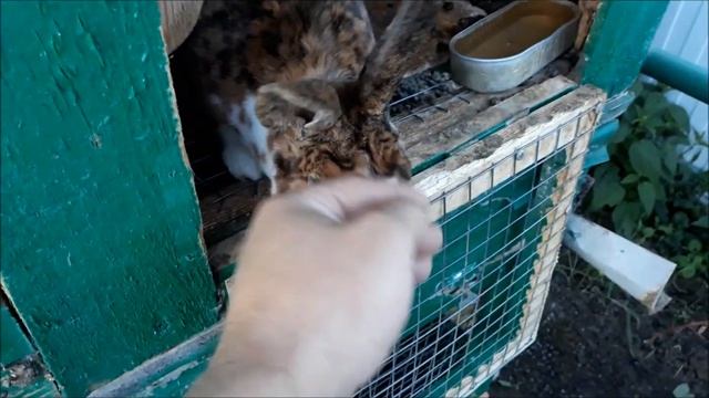 Рекс- кролик в шкуре тигра. Самец -Эксперимент. смотреть онлайн