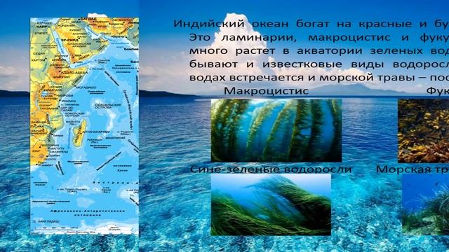 Лекция-презентация "Океаны нашей планеты", посв. Всемирному дню океанов - СК с. Краевско-Армянское смотреть онлайн