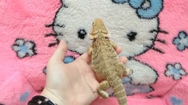 Бородатая агама Leatherback Het Hypo (гладкокожий с геном осветления) 
30см. Окрас цитрус. смотреть онлайн