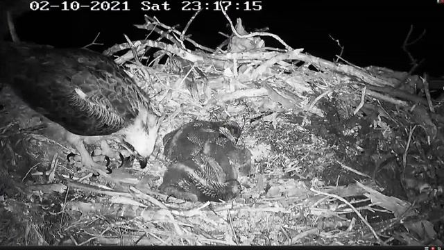 Port_Lincoln_Dangerous,the wind tipped osprey mum over/ Oпаснo, ветер опрокинул скопу смотреть онлайн