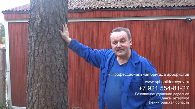 Спилили сухое дерево частями отзыв СПб и Лен. обл. смотреть онлайн