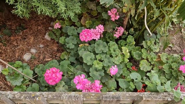 Готовим участок к зиме. смотреть онлайн