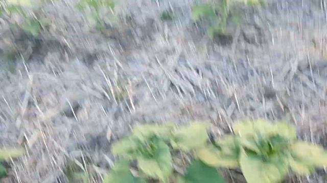 31.05.22.ОГЛЯД СОНЯШНИКУ ПО НОУ-ТIЛЛ. смотреть онлайн