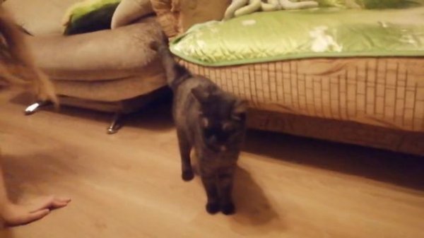 Кошка играет с ребёнком