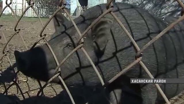 Тигр нападает на фермы в Хасанском районе смотреть онлайн