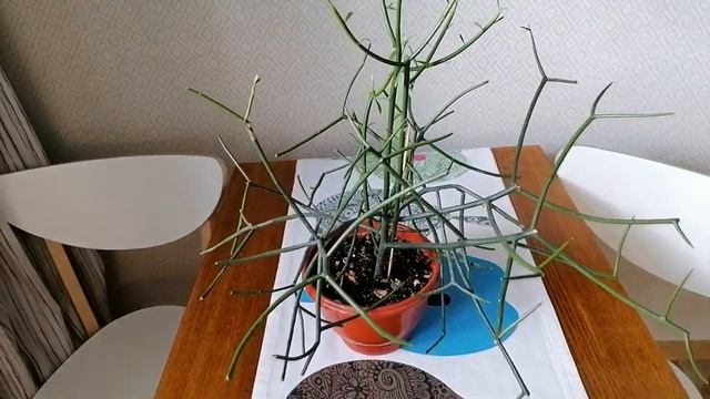 МОЛОЧАЙ ТИРУКАЛЛИ и ХАТИОРА